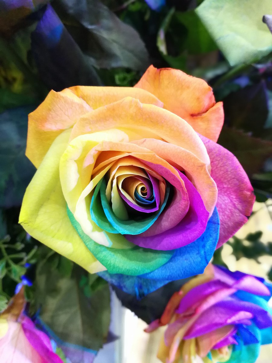 regenbogenfarbene Rose