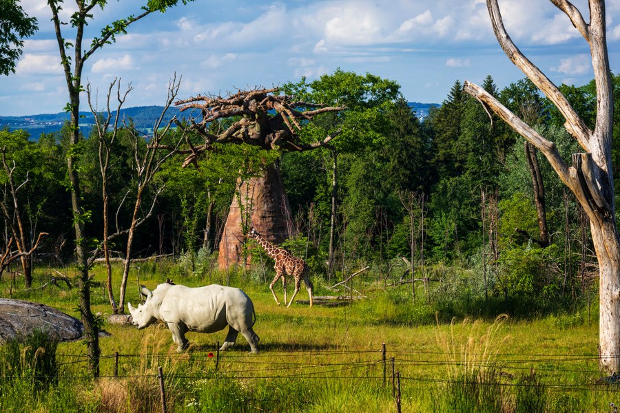 Giraffe und Nashorn auf einer grossen Wiese mit Bäumen, Wald im Hintergrund