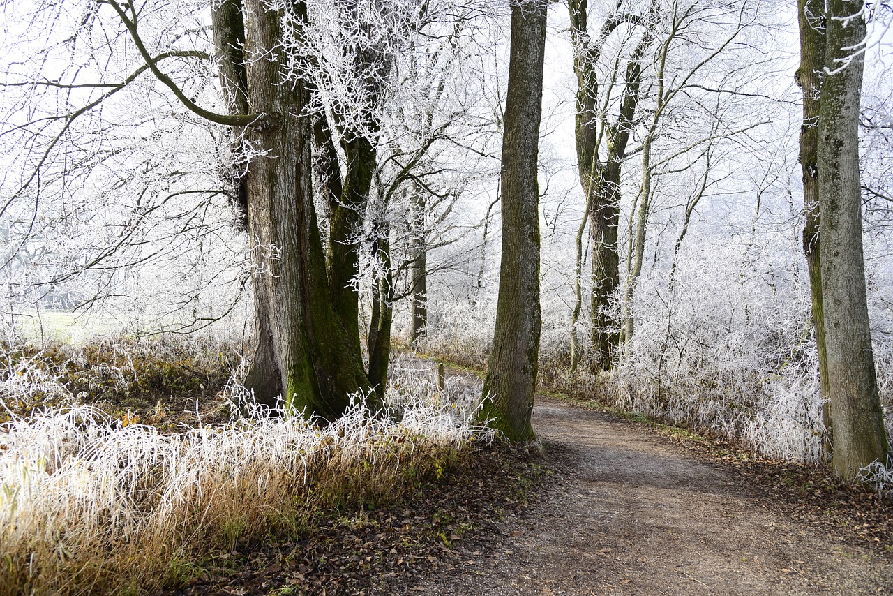 hoarfrost-2895094_1280.jpg